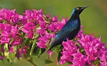 Birdwatching Mornings