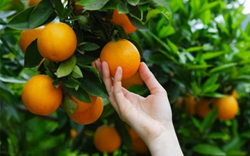 Orange Harvest Tours