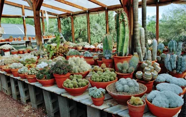 Cactus Nursery