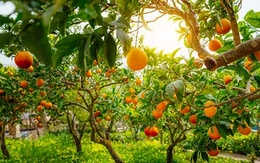 Mirik Orange Orchards